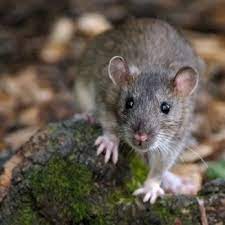 Check spelling or type a new query. Pro Defense Pest Control 25 Photos Pest Control 12951 Huebner Rd San Antonio Tx Phone Number