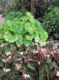 Le Jardin Botanique De Bali Possede Une Extraordinaire Collection De Begonias Dont Voici Un Petit Echantillon The Bali Bota Jardin Botanique Begonia Botanique