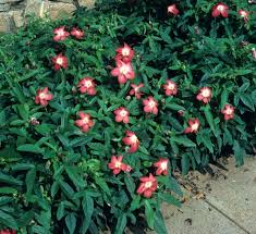 Image result for Abelmoschus