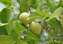 Walnut Trees: How to Grow and Care for Walnut Trees - 2023 - MasterClass
