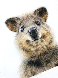 Australian Animal Wall Art Original Artwork Quokka Art Etsy Baby Animal Art Animal Wall Art Animal Art