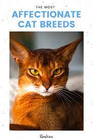 The 11 Most Affectionate Cat Breeds Yes They Do Exist In 2021 Cat Breeds Cats Breeds