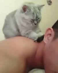 большие гифки (большая гифка) :: массаж :: котэ (прикольные картинки с  кошками) :: гиф анимация (гифки - ПРИКОЛЬНЫЕ gif анимашки) / картинки,  гифки, комиксы и всякие приколы на SafeReactor