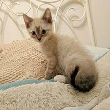 Craigslists los angeles craigslists san diego craigslists san francisco craigslists riverside craigslist are one of the most effective advertising methods for selling, buying or renting houses or common types of business craigslist are business proposals and offers, sales promotions and ads. Los Angeles Ca Siamese Meet Frodo Bonded Pair A Pet For Adoption