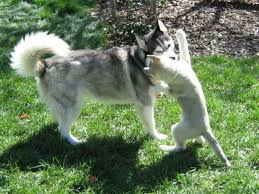 How To Buy A Siberian Husky Puppy