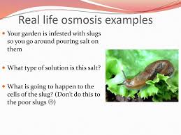 We did not find results for: Do Now Welcome Back I Hope You Had A Wonderful Relaxing Holiday Break What Is The Role Of The Cell Membrane How Do You Think It Is Able To Perform