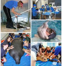 Animals Wild Marine Animals Clearwater Marine Aquarium