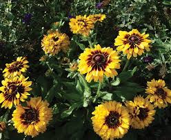 Image result for Rudbeckia hirta