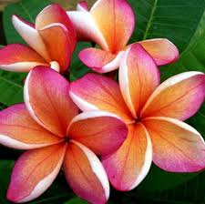 Pin On Beautiful Flowers