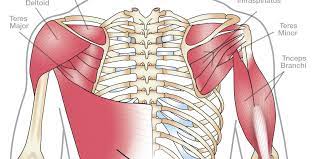 The supraspinatus also helps to stabilize the shoulder joint by keeping the head of the humerus firmly pressed medially 2. Shoulder Anatomy And Rotator Cuff Injury Body Complete