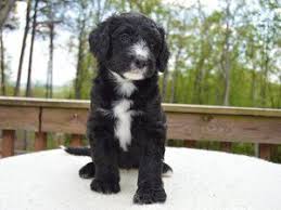 Black And White Sheepadoodle For Sale Mostly Black Sheepadoodle Puppy Sheepadoodle Kittens And Puppies