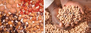 Image result for Vigna subterranea