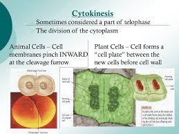 Maybe you would like to learn more about one of these? Section 8 1 Chromosomes Section 8 2 Cell Division Section 8 3 Meiosis Ppt Video Online Download