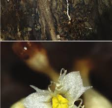 Image result for Gymnosiphon longistylus