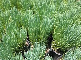 If planting in a container, use standard cacti or succulent potting mix. Blue Pencil Green Meadow Growers