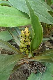 Image result for Chlorophytum filipendulum