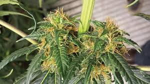 When you press seeds for oil, the temperature rises from the heat that's produced from the friction. How To Cultivate Hemp For Cbd Grow Opportunitygrow Opportunity