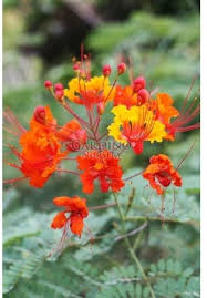 Image result for Caesalpinia rostrata