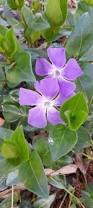 Image result for Vinca major