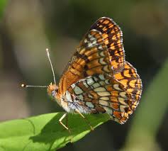 Image result for Asterochaete