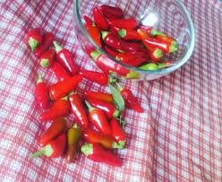 Se avete dei peperoncini freschi in casa, o comunque pensate di acquistarli, seguendo zucchine sott'olio, ricetta facile per preparare questi ortaggi estivi e gustarli per tutto l'anno. Peperoncini Sott Olio Ricetta Calabrese Unaricciaincucinablog