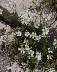 Image result for Cerastium afromontanum