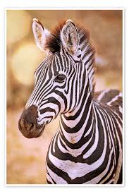 Image result for zebra