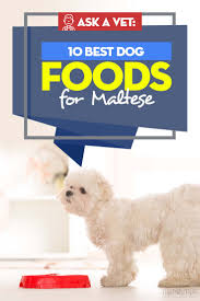 best dog food for maltese 10 vet recommended brands