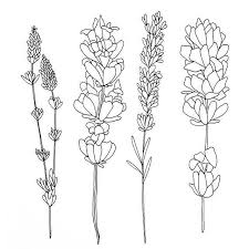 Image Result For Line Drawing Lavender Flower Drawing Lavender Tattoo Lilac Tattoo