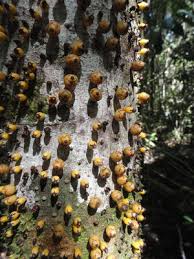 Image result for Apodanthaceae