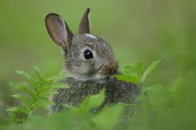 Wildkaninchen Oryctolagus Cuniculus Forum Fur Naturfotografen Kaninchen Wildkaninchen Ausgestopftes Tier