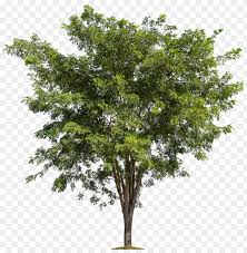 Download Lush Trees Tree Forest Branch Free Transparent Image Apple Tree Without Fruit Png Image With Transparent Background Toppng
