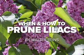 If you prune your gardenia bush with shears before it's finished blooming, you could cause damage to the growing blooms. Russell Tree Experts When And How To Prune Lilacs