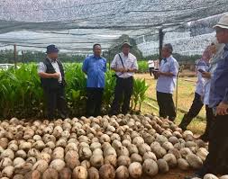 Ia merupakan kelapa hibrid yang dihasilkan daripada pendebungaan silang kelapa rendah malaya dan kelapa. Anim Agro Technology Kelapa Matag Satu Analisis