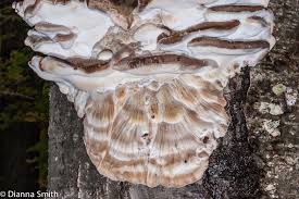 Image result for Ischnoderma resinosum