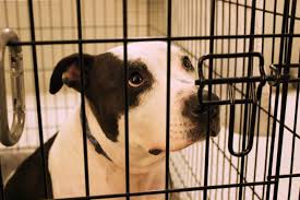 Learn How To Crate Train Your Dog Calmer Canine