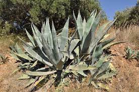 How does a cactus live without water? Agave Wikipedia