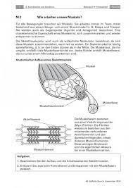 Was ist der unterschied zwischen myofibril und muscle fibre? Die Muskulatur Mit Alltagsgegenstanden Individuell Trainieren Unterrichtsmaterial Zum Download