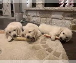 Puppyfinder.com is your source for finding an ideal golden retriever puppy for sale in usa. View Ad English Cream Golden Retriever Litter Of Puppies For Sale Near Texas Austin Usa Adn 146641