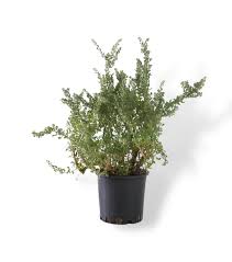 Image result for Atriplex