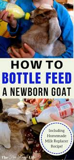 How To Bottle Feed A Goat With Images Raising Goats Goat Care Pygmy Goat