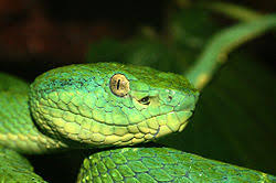 The family viperidae includes adders, pit vipers (like rattlesnakes , cottonmouths and copperheads ), the gaboon viper, green vipers and horned vipers. Bothriechis Lateralis Wikipedia