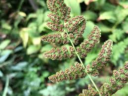 Image result for Woodsiaceae