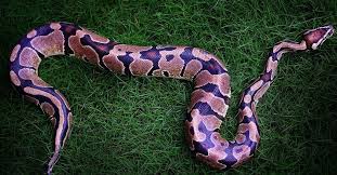 Jun 26, 2021 · 'cik kiah', ular sawa batik tujuh meter yang jinak memiliki panjang tujuh meter dengan berat 220 kilogram, mohd redzuan mendakwa cik kiah adalah ular sawa batik peliharaan terbesar di asia. Mengenal Ular Piton Sanca Raksasa Yang Kerap Memangsa Manusia