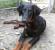 Long Hair Long Haired Doberman