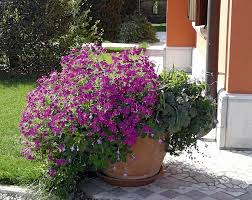 Image result for Jamesbrittenia integerrima