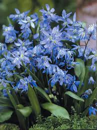 Image result for Scilla