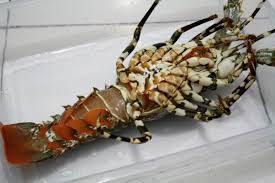 Kamu berada dalam situasi kehidupan yang menyenangkan dan berlebihan. Lobster Si Raja Udang Yang Tak Merakyat Menulis Mimpi