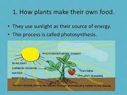 Well, the simple answer is plants make their own food through a process known as photosynthesis. What Do Plants Need To Make Their Own Food