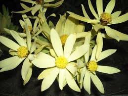 Department of agriculture hardiness zones 5 to 9. Shrubs Multiflora Enterprises